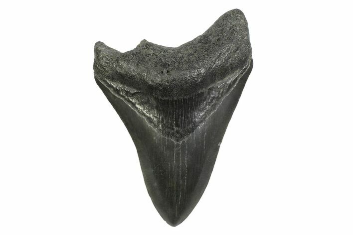 Fossil Megalodon Tooth - South Carolina #356839